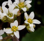 Early saxifrage